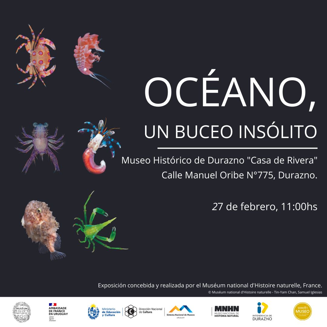 Océanos, un buceo insólito